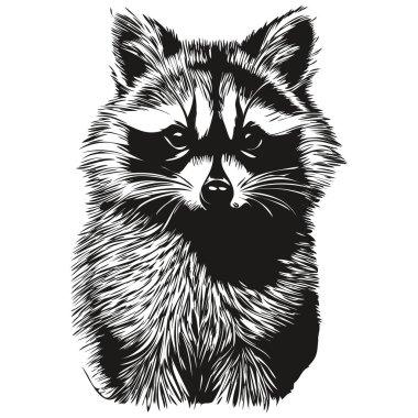 Rakun yarım yamalak, beyaz bir gruptaki rakunun grafik portresi.