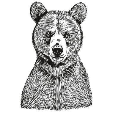 Ayı vintage illüstrasyon, siyah beyaz vektör sanat brui