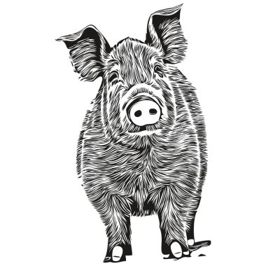 Siyah ve beyaz çizgisel boya Domuz vektör illüstrasyonunu ho