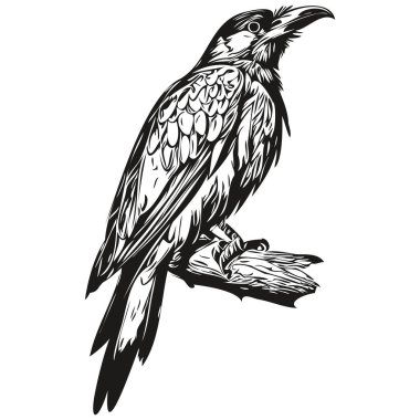 Black and white linear paint draw Raven vector illustration corbi clipart