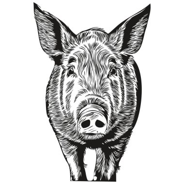 Güzel el çizimi Domuz, vektör çizimi siyah beyaz fahişe