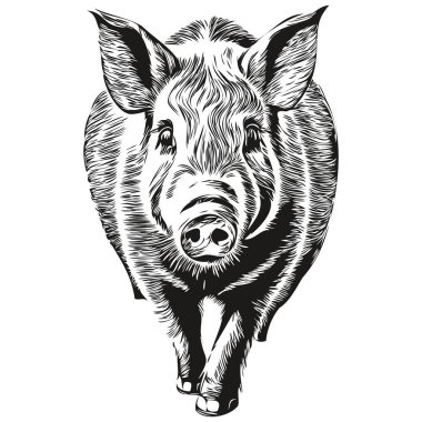 Beyaz arka planda şirin bir domuz, el çizimi illüstrasyon ho