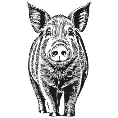 Beyaz arka planda şirin bir domuz, el çizimi illüstrasyon ho