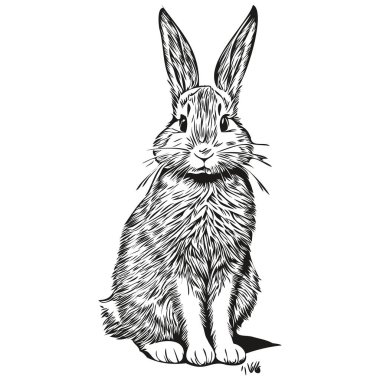 Beyaz arka planda sevimli tavşan, el çizimi çizimi çizimi har