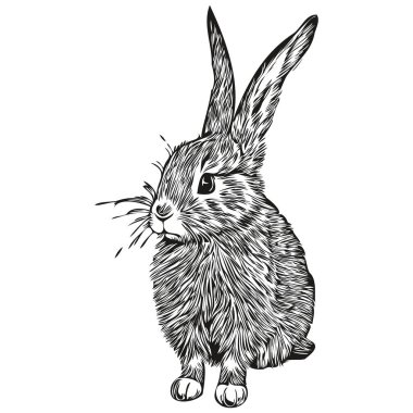 Beyaz arka planda sevimli tavşan, el çizimi çizimi çizimi har
