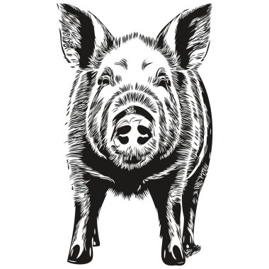 Pig Illustrasyonunu klasik el çizimi tarzında çiz.