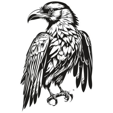 Engrave Raven illustration in vintage hand drawing style corbi clipart