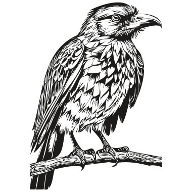 Komik karikatür Raven, çizim çizimi çizimi Corbi
