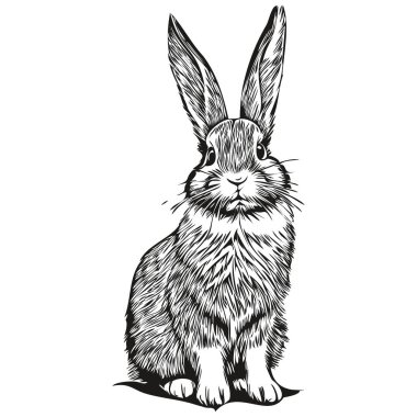 El çizimi çizgi film Tavşan, vektör vintage illüstrasyon har