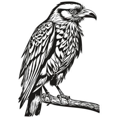 Elle çizilmiş karikatür Raven, vektör vintage illüstrasyon corbi