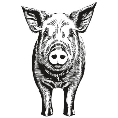Beyaz arka planda el çizimi domuz, ho