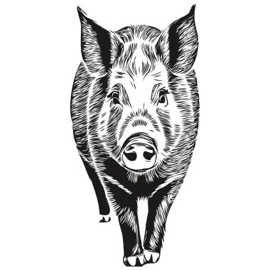 Domuz yavrusu sevimli pofuduk gerçekçi, siyah beyaz vektör, ho