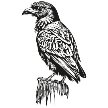 Raven vintage illüstrasyon, siyah beyaz vektör sanat Corbi