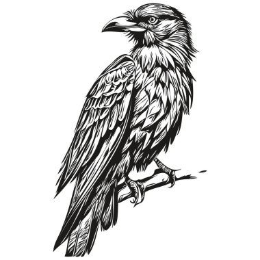 Raven logo, black and white illustration hand drawing corbi clipart