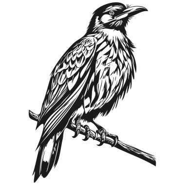 Kuzgun çizimleri, şeffaf arkaplan, el çizimi illüstrasyon korbisi.