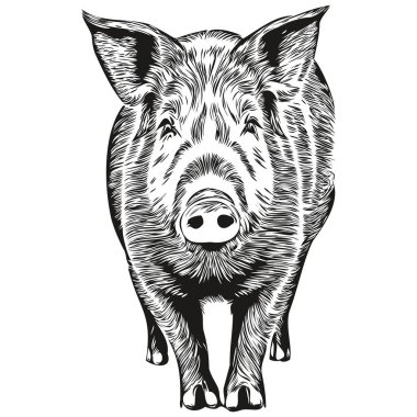 Gerçekçi domuz vektörü, el çizimi hayvan illüstrasyonu ho