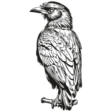 Vintage engrave isolated Raven illustration cut ink sketch corbi clipart