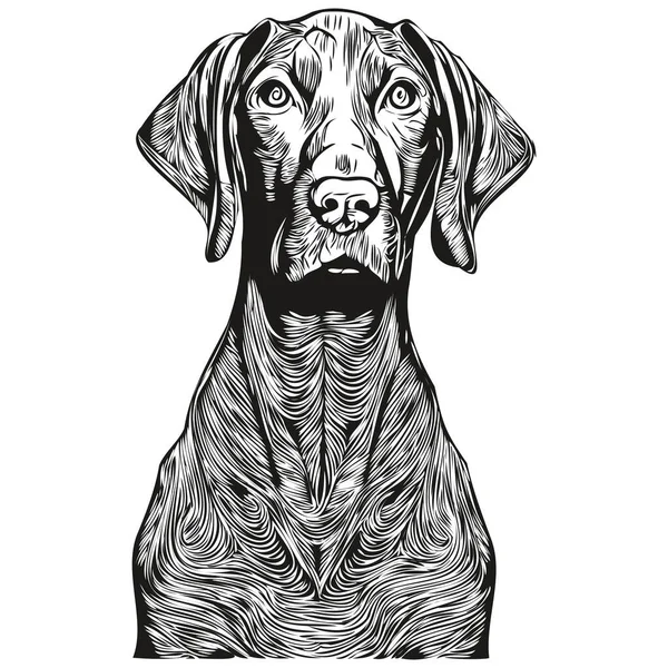 Vizslas Cão Mão Desenhada Ilustração Preto Branco Vetor Animais Estimação — Vetor de Stock