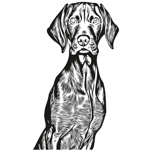 Vizslas Dog Hand Drawn Illustration Black White Vector Pets Logo — Stock Vector