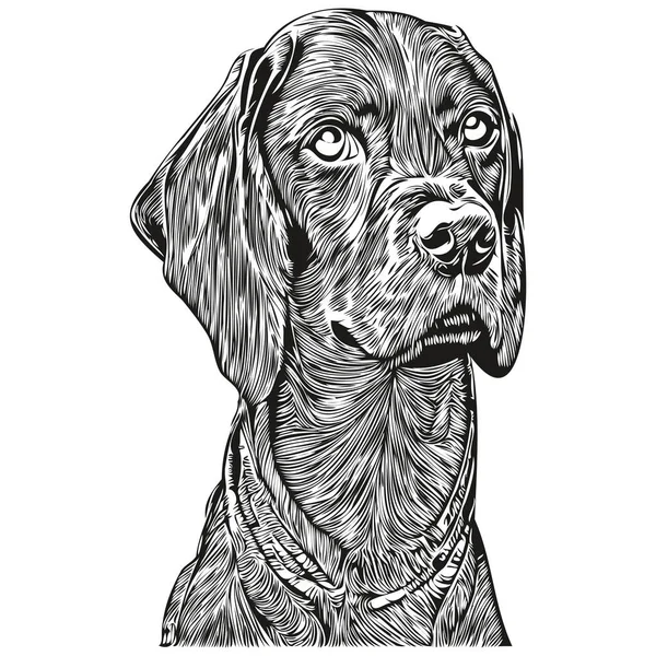 Vizslas犬ラインアートハンドドローイングベクトルロゴ黒と白のペットイラスト比率 — ストックベクタ