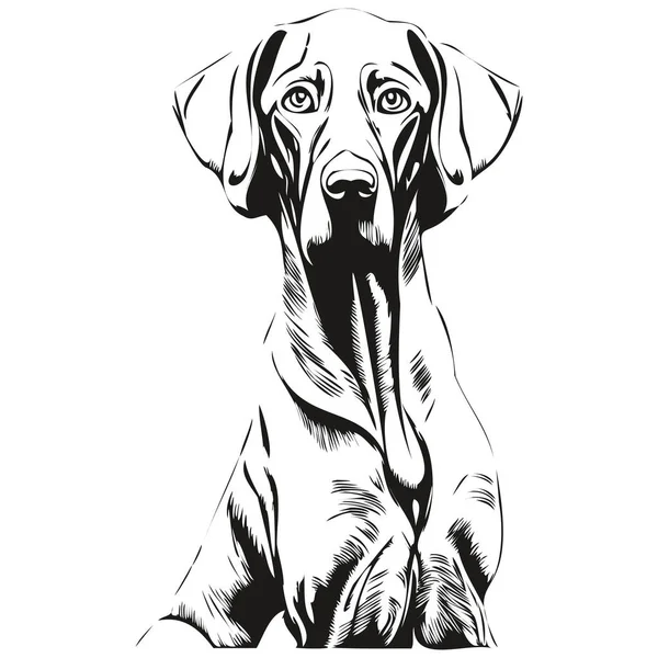 Weimaraner Dog Line Art Hand Drawing Vector Logo Black White — Stock Vector