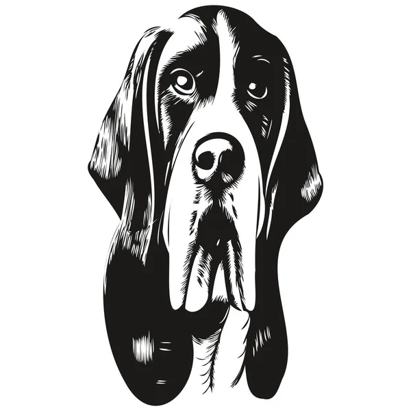Basset Hound Cane Disegnato Mano Illustrazione Bianco Nero Vettore Animali — Vettoriale Stock