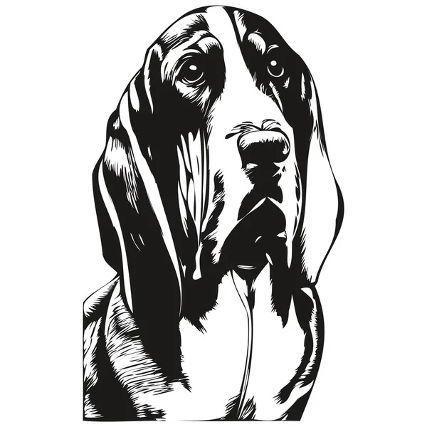 Basset Hound Cane Disegnato Mano Illustrazione Bianco Nero Vettore Animali — Vettoriale Stock