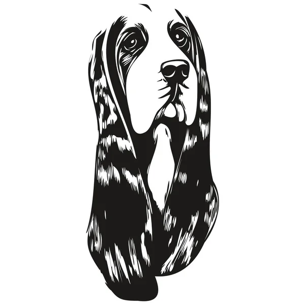 Basset Hound Dog Hand Drawn Vector Line Art Drawing Black — Stock Vector