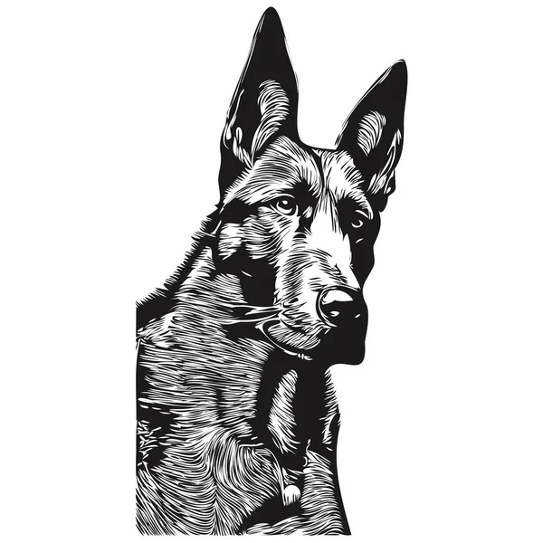 Belgian Malinois Dog Hand Drawn Line Art Vector Drawing Black — Stock Vector