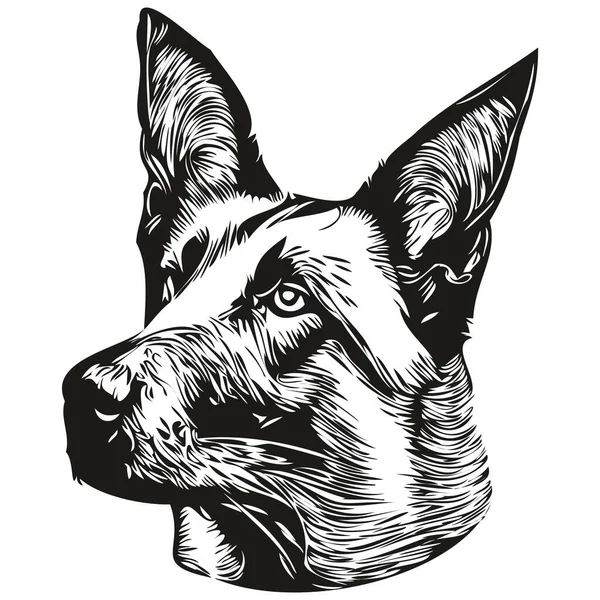 Belgijski Malinois Pies Linia Sztuka Ręka Rysunek Wektor Logo Czarno — Wektor stockowy
