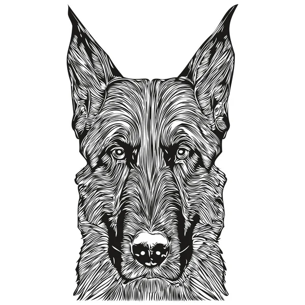 Belga Malinois Cão Logotipo Mão Desenhada Linha Arte Vetor Desenho — Vetor de Stock