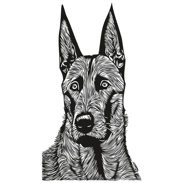 Belgian Malinois Dog Logo Hand Drawn Line Art Vector Drawing — Stock Vector