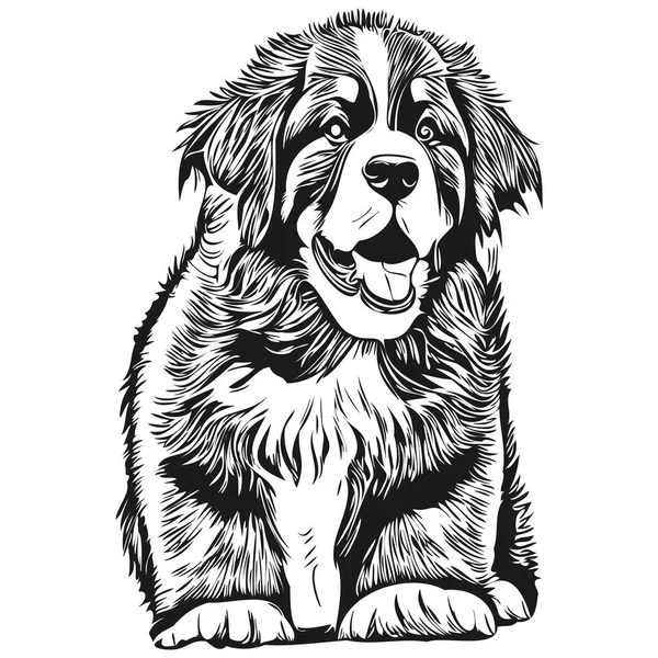 贝奈斯山狗狗手绘线条艺术矢量画黑白标识宠物插画 — 图库矢量图片