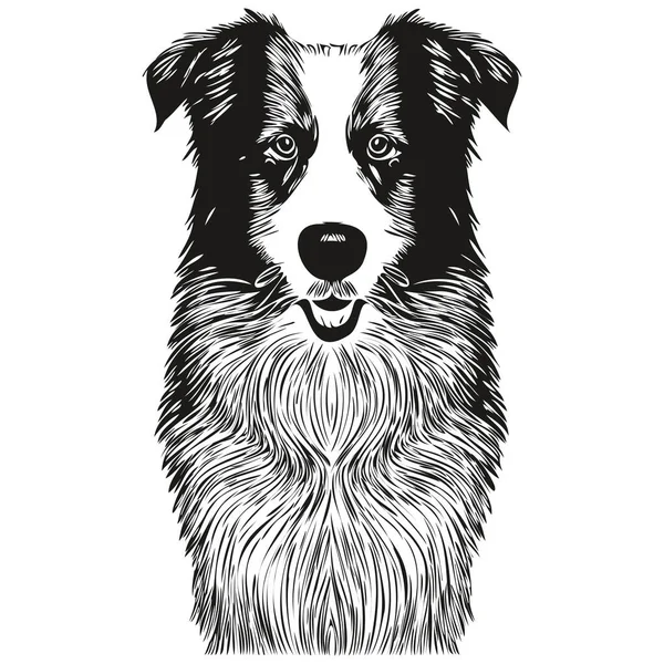 Border Collies Hund Handgezeichnete Vektorlinie Kunst Zeichnung Schwarz Und Weiß — Stockvektor