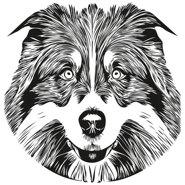 Border Collies Dog Hand Drawn Vector Line Art Drawing Black — Stock Vector
