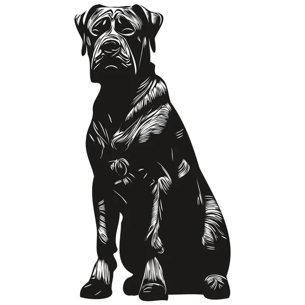 Логотип Собаки Cane Corso Рисовал Вектор Рисования Черно Белых Домашних — стоковый вектор
