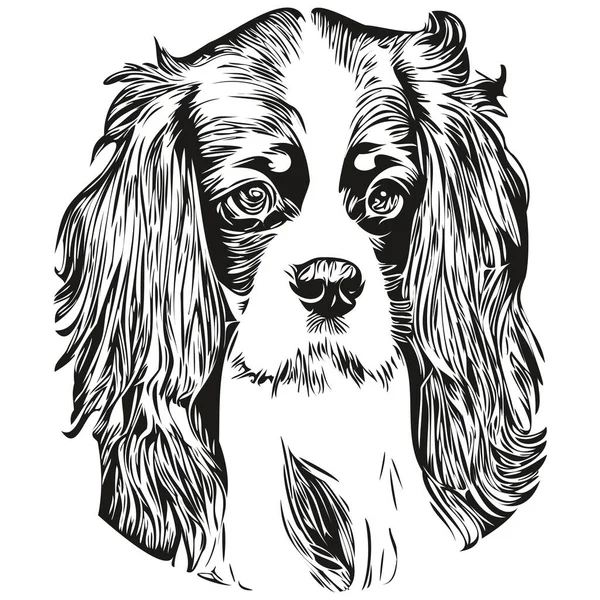Cavaleiro Rei Charles Spaniels Cão Mão Desenhada Linha Arte Vetor — Vetor de Stock