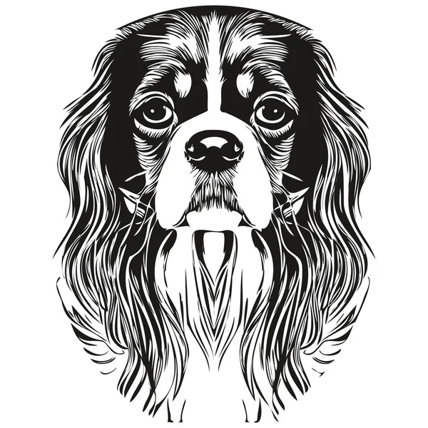 Собака Короля Кавальере Чарльза Мбаппе Изображена Черно Белом Рисунке — стоковый вектор