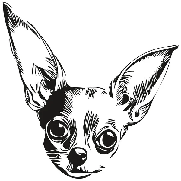 Chihuahua Dog Hand Drawn Line Art Vector Drawing Black White - Stok Vektor