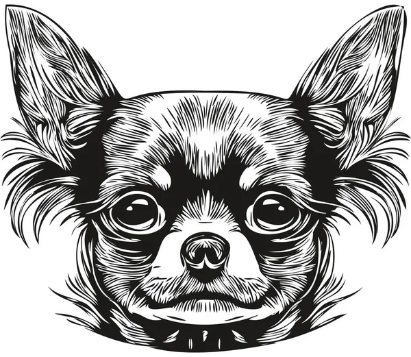 Chihuahua Hond Logo Met Hand Getrokken Lijn Kunst Vector Tekening — Stockvector