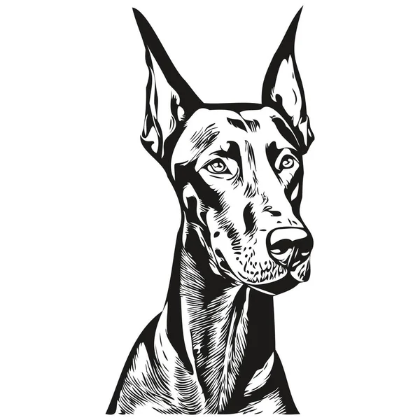 Doberman Pinschers Perro Blanco Negro Vector Logotipo Línea Arte Dibujado — Vector de stock