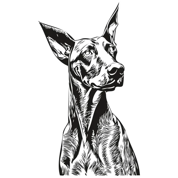 Doberman Pinschers Hond Hand Getrokken Lijn Kunst Vector Tekening Zwart — Stockvector