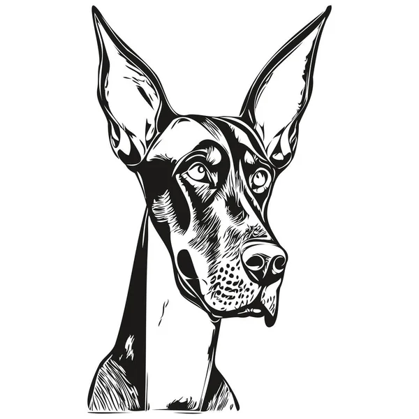 Doberman Pinschers Tangan Anjing Digambar Garis Vektor Seni Gambar Hitam - Stok Vektor