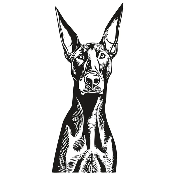 Doberman Pinschers Pies Ręcznie Rysowane Linii Sztuki Wektor Rysunek Czarno — Wektor stockowy