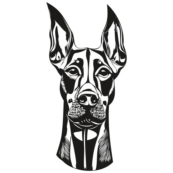 Doberman Pinschers 'ın çizdiği köpek çizgisi çizim el çizimi vektör logosu siyah ve beyaz evcil hayvan çizimi.