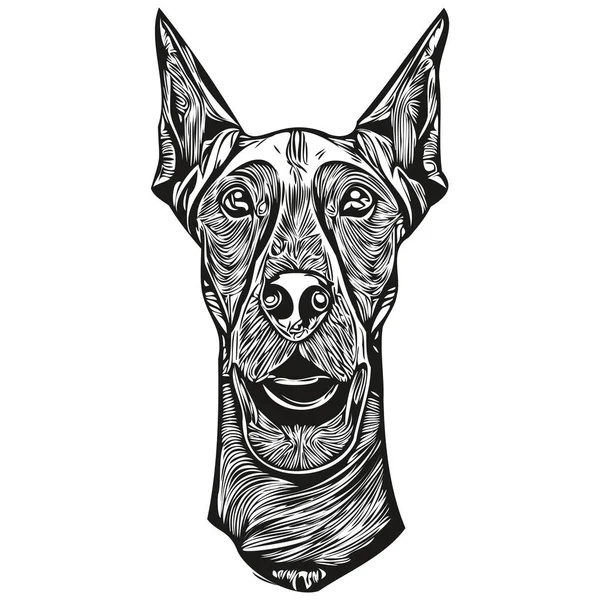 Doberman Pinschers Logotipo Cão Mão Desenhada Linha Arte Vetor Desenho — Vetor de Stock