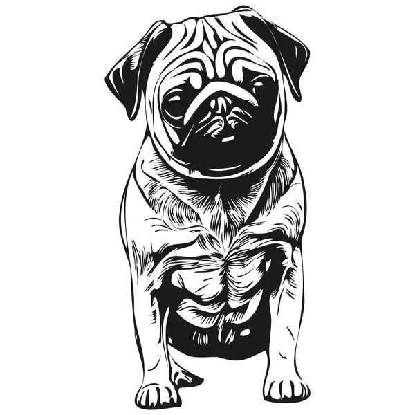 Pugs Pies Ręcznie Rysowane Wektor Linii Sztuki Rysunek Czarno Białe — Wektor stockowy
