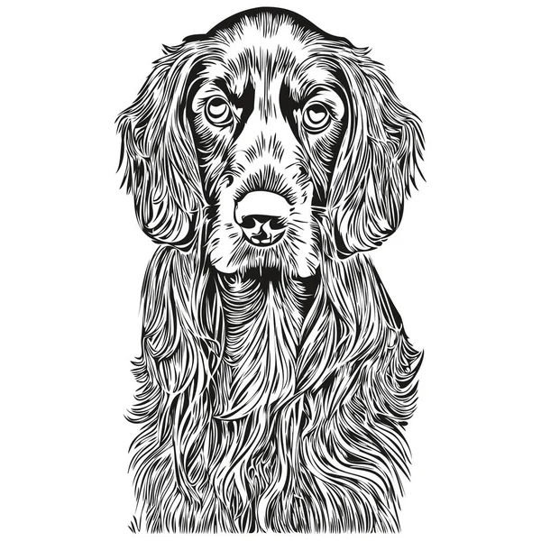 Ισπανός Cocker Απεικόνιση Φορέα Σκυλιών Ζωγραφισμένα Στο Χέρι Γραμμή Τέχνη — Διανυσματικό Αρχείο