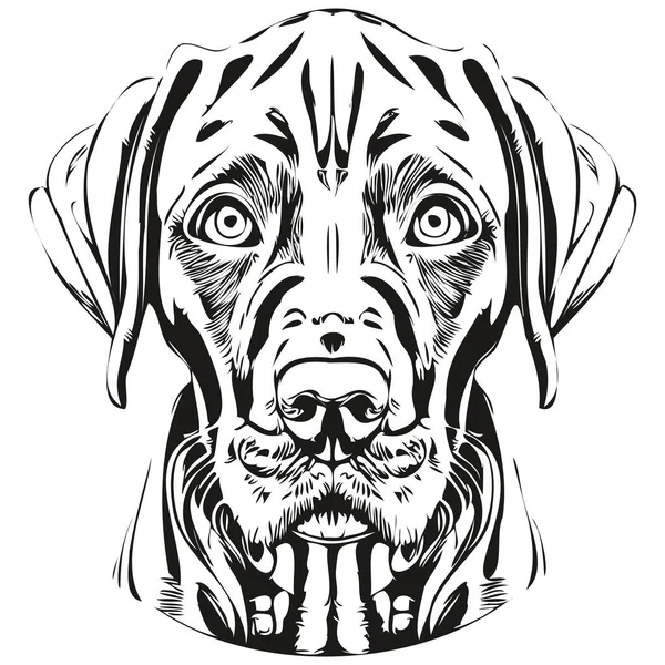 Vizslas Hond Hand Getekend Illustratie Zwart Wit Vector Huisdieren Logo — Stockvector
