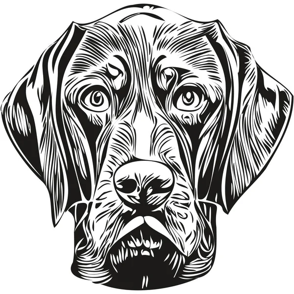 Vizslas Hund Handgezeichnete Illustration Schwarz Weiß Vektor Haustiere Logo Linie — Stockvektor